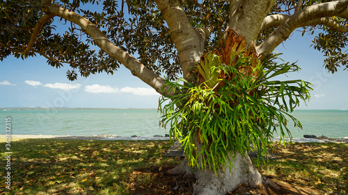 Staghorn fern growing in a Moreton Bay fig tree in a grassy foreshore park, with sea and sky in the background. Victoria Point, Redlands, Queensland, Australia. photo