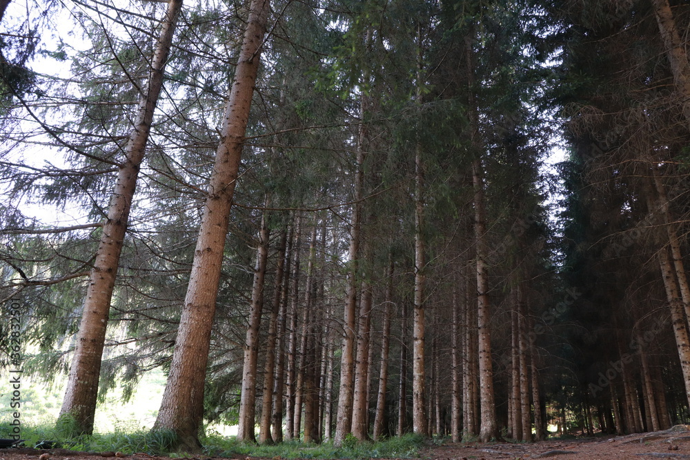 Obraz premium trees in the forest