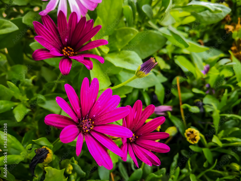 Osteospermum on the background of green leaves