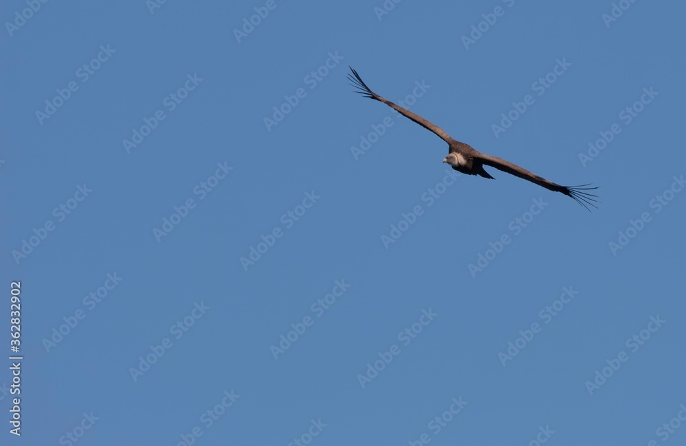 Griffon Vulture on flight in Monfrague National Park, Extremadura.