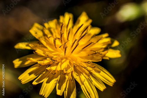 Flor amarilla con muchos petalos