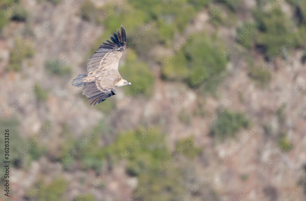 Obraz premium Griffon Vulture on flight in Monfrague National Park, Extremadura.