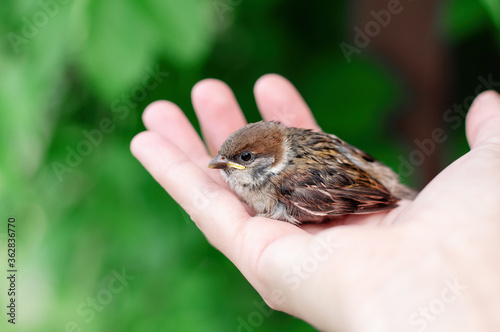 Little chick is sitting on the palm of his hand. Sparrow chick in the hand of man. © Elena