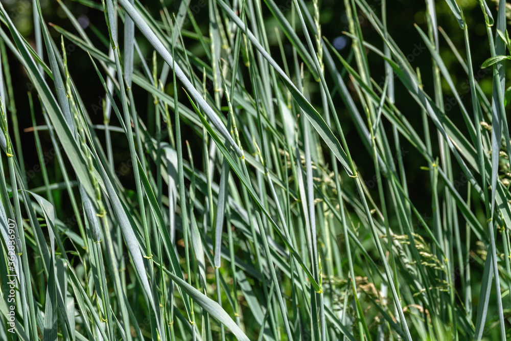 Naklejka premium Green grass swaying in the wind in the field