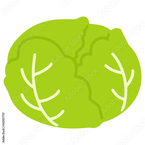 Flat colored green fresh cabbage