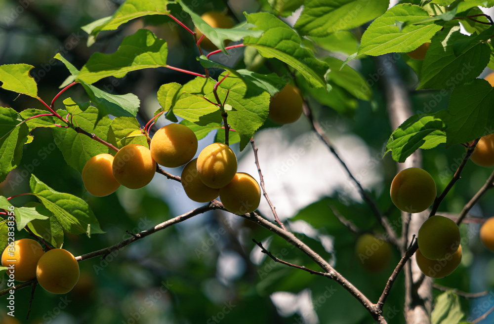 apricot fruit that hangs from apricot tree and ripens yellow in the sun.