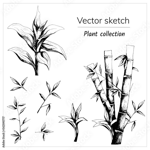 Hand-drawn ink bamboo set. Black and white vector illustration carved on a white background. Botanical sketch