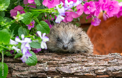 Hedgehog in springtime  wild  free roaming hedgehog  taken from within a wildlife hide to monitor the health and population of this favourite but declining mammal  copy space