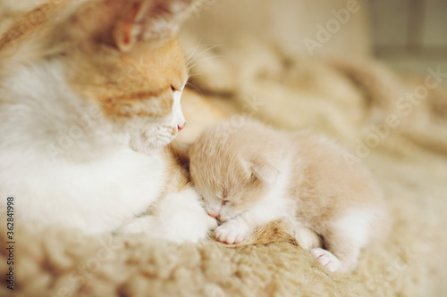Fototapeta Naklejka Na Ścianę i Meble -  Newborn beige kitten lies with ginger cat on the bed