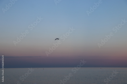 seagulls on the sea © Federica