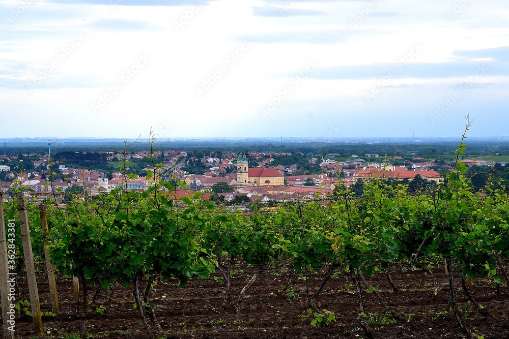 View of the town of Valtice from the vineyard of summer vines, June, South Moravia, Czech Republic
