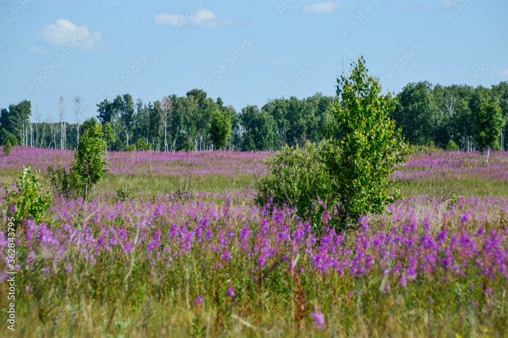 field of lavender
