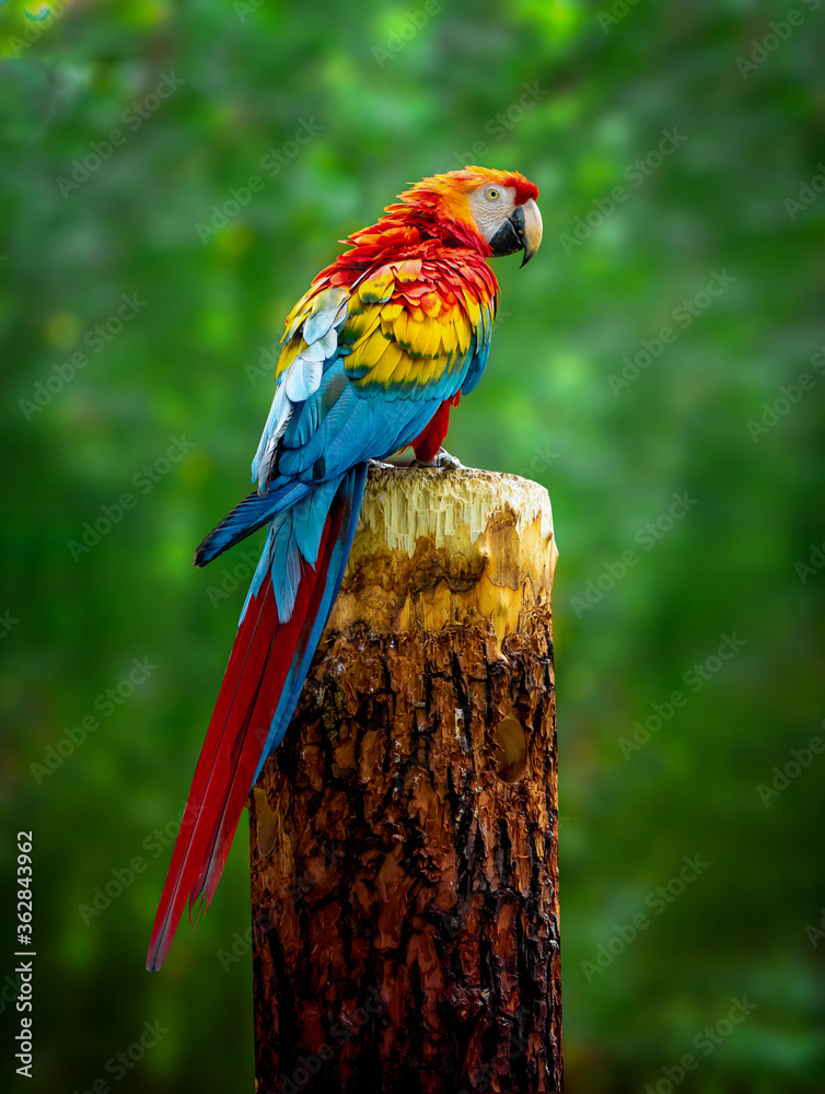 A beautiful macaw parrot is sitting on a branch