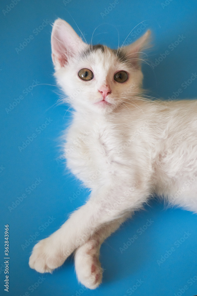 White kitten on a blue background.