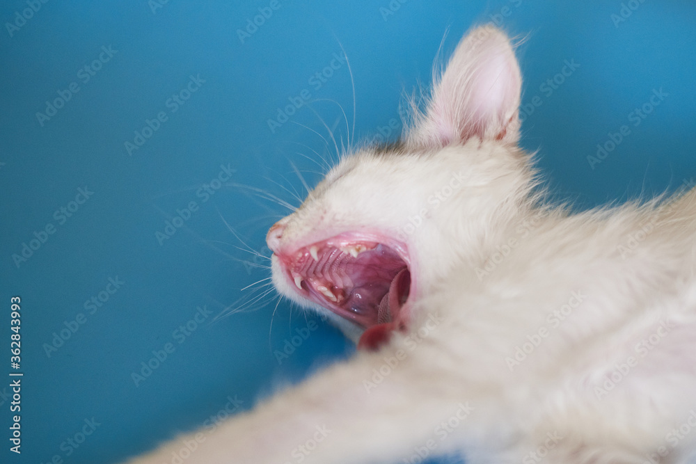 White kitten with open mouth on a blue background. White kitten with open mouth on a blue background.