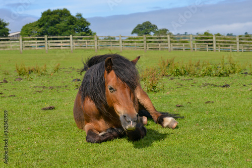 Overweight pony laying in the field 