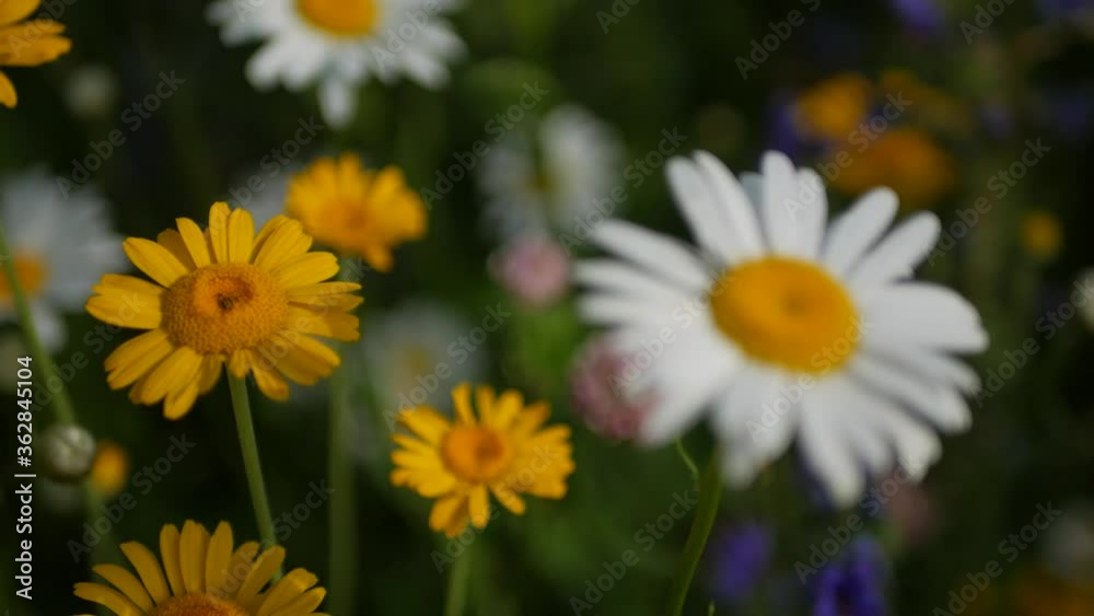 Field with white and yellow daisies in the wind. Flowers in the summer meadow. Doronicum 4K Field with white and yellow daisies in the wind. Flowers in the summer meadow. Doronicum 4K
