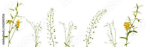 Few stems of various meadow grass and flowers on white background