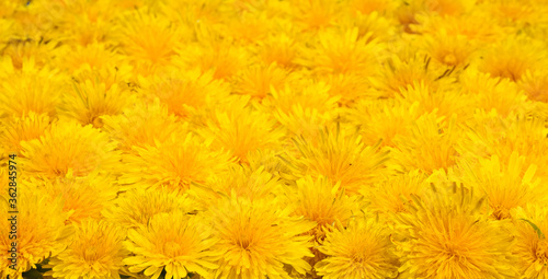 Wide background of many yellow dandelion flowers closeup perspective view © ktv144