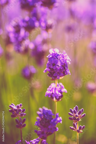 Purple lavender flower close up  in a garden