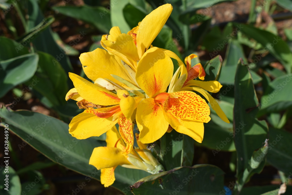 Nature, Plants, Flowers, Greenery, Sky, Sun, Freedom Nature, Plants, Flowers, Greenery, Sky, Sun, Freedom