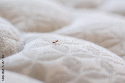 Bed Bug On White Mattress photo