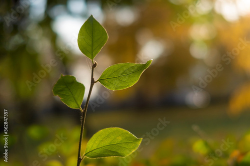 Branch with 4 green leaves against blurred narutal environment. Selective focus. photo