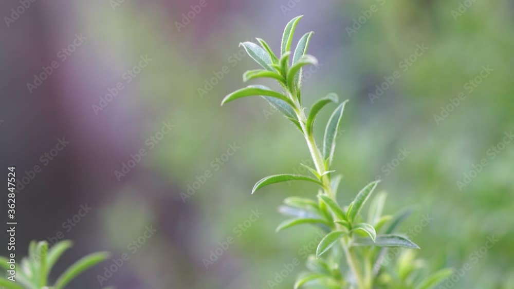 a close look at a sprig of Summer savory in the garden a close look at a sprig of Summer savory in the garden