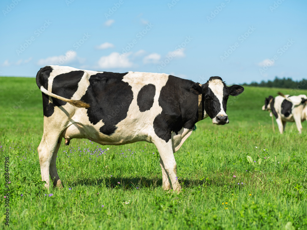 Black and white cow in a grassy field on a bright and sunny day.