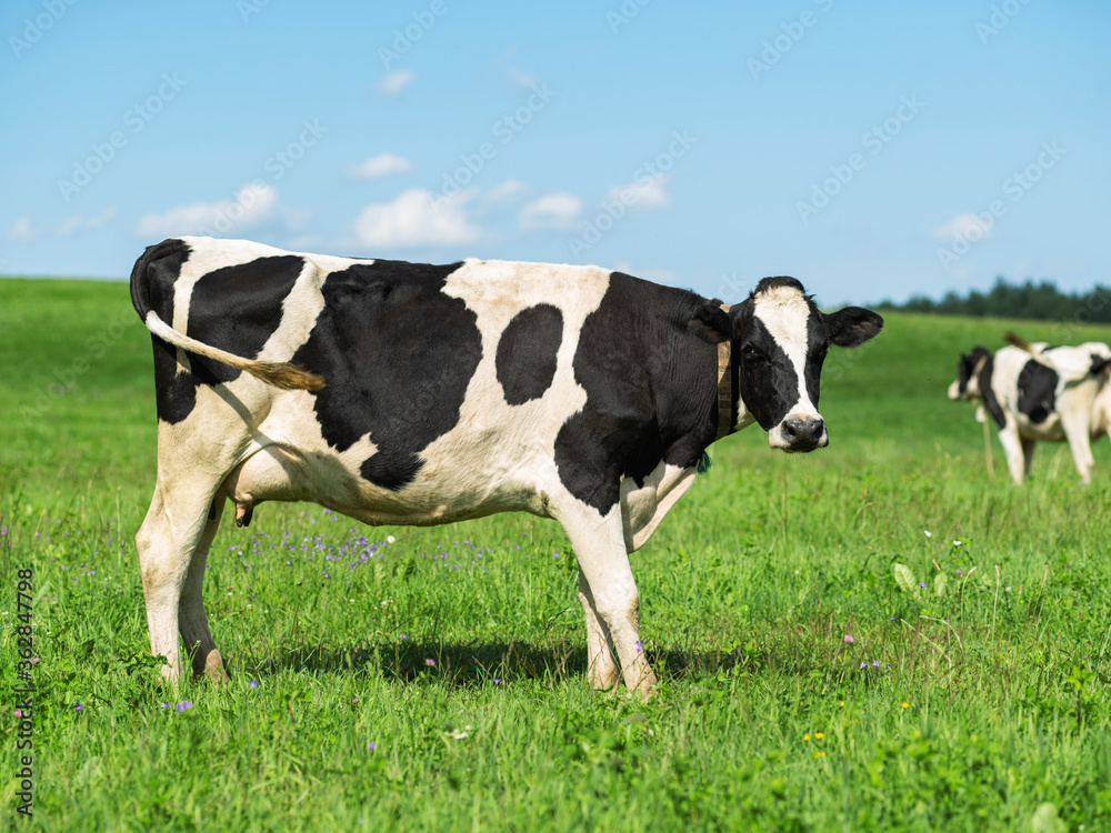 Black and white cow in a grassy field on a bright and sunny day. Black and white cow in a grassy field on a bright and sunny day.