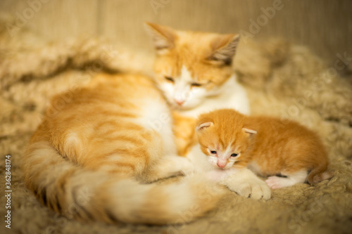 Fototapeta Naklejka Na Ścianę i Meble -  red-white cat and newborn kitten lie on the bed