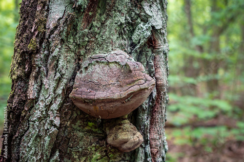 Wood-decay fungus or Fomitopsis officinalis source (Laricifomes officinalis) grows on a tree trunk in a summer forest