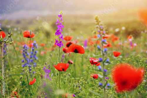 summertime background, colorful meadow with red poppies and wild summer flowers at morning sunrise light, scenic nature landscape