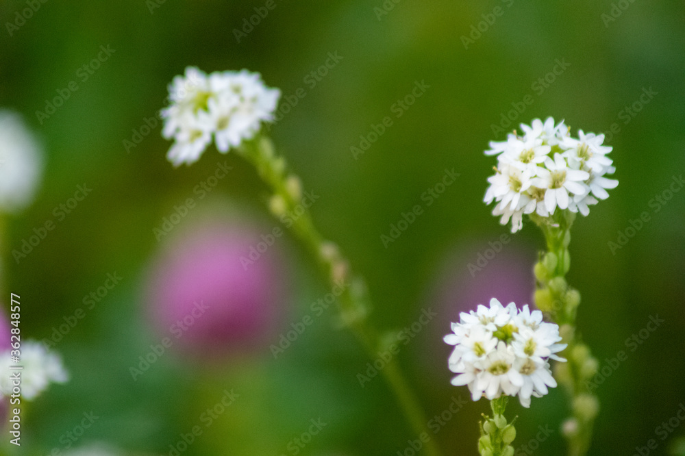 small white flowers makro background small white flowers makro background