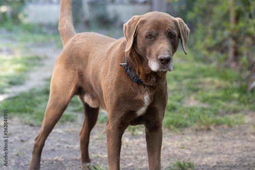 Adorable brown labrador relaxing in the garden