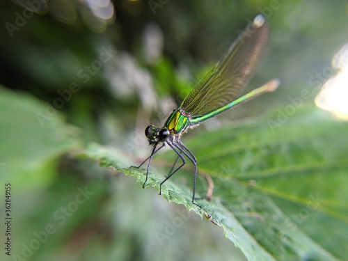 dragonfly on a leaf © Saverio