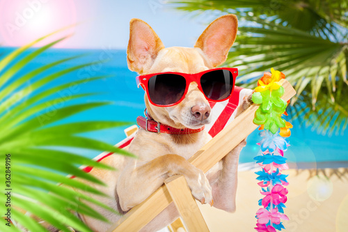dog summer holiday vacation © Javier brosch