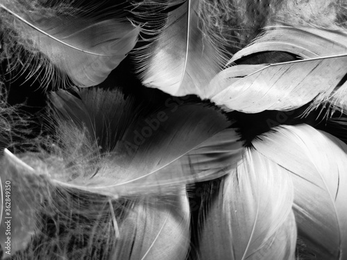 Beautiful abstract gray and white feathers on black background, soft brown feather texture on white pattern background, gray feather background