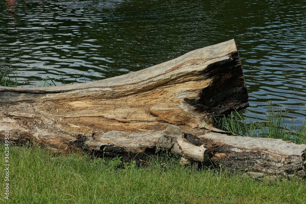  gray dry poplar log lies in the green grass on the shore of a lake near the water