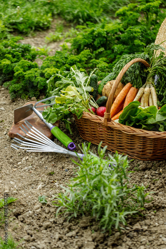 a corf full with vegetables in the garden photo