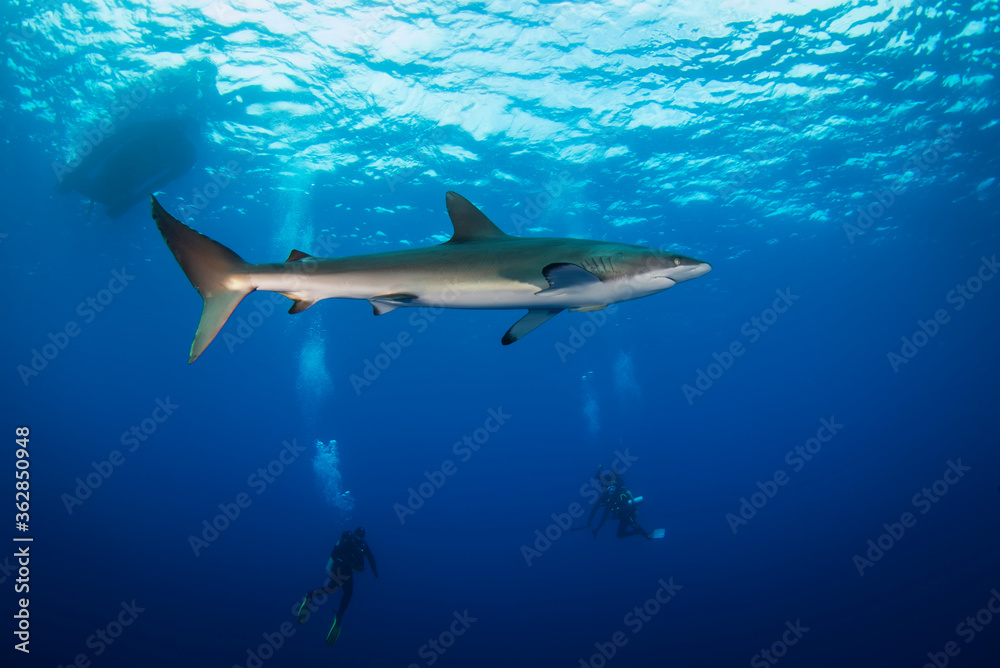 Huge white shark in blue ocean swims under water. Sharks in wild. Marine life underwater in blue ocean. Observation of animal world. Scuba diving adventure in sea of Cortez, coast of Mexico