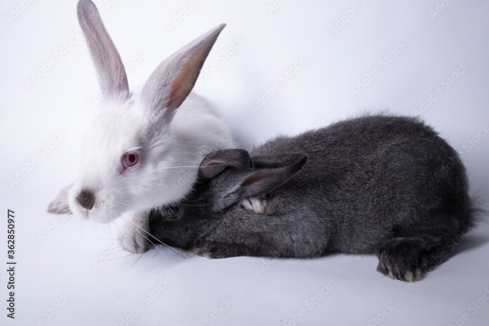 Obraz premium gray and white rabbits, bunnies on a white background. Isolated. Copy space. High quality photo