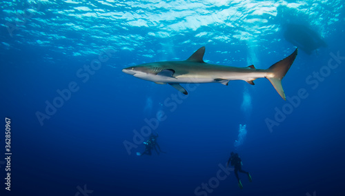 Huge white shark in blue ocean swims under water. Sharks in wild. Marine life underwater in blue ocean. Observation of animal world. Scuba diving adventure in sea of Cortez  coast of Mexico