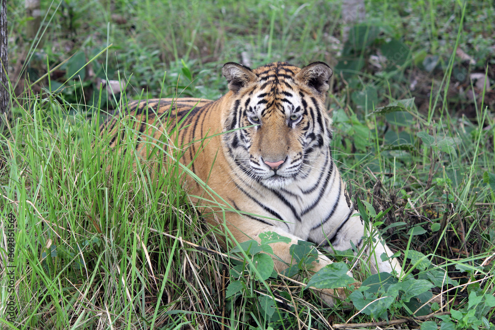 Fototapeta premium Royal Bengal tiger in the forest