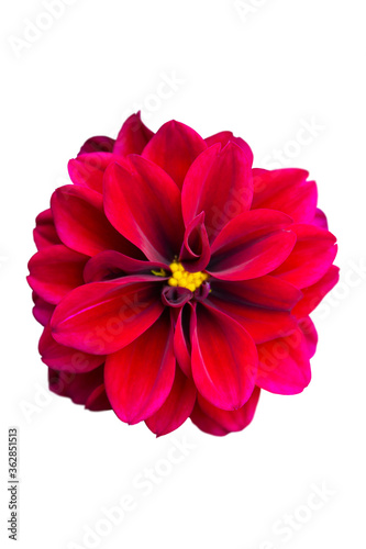 Red dahlia flower top view isolated on a white background.