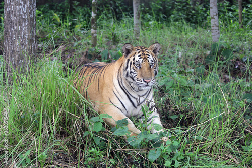 Royal Bengal tiger in the forest