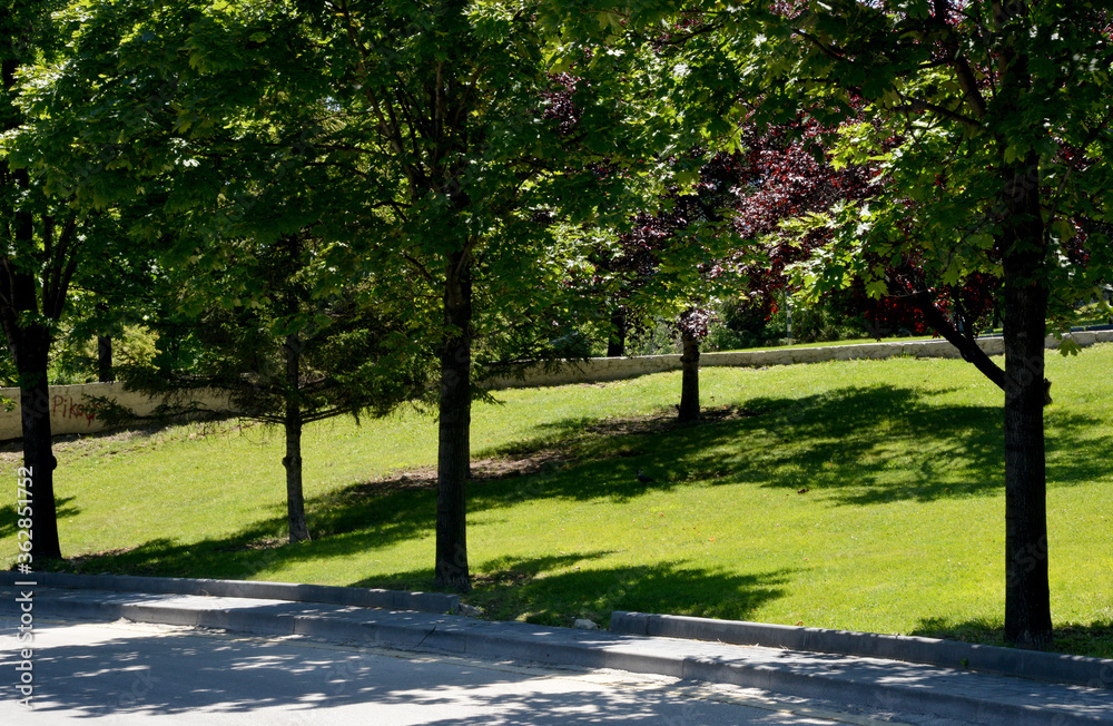 Obraz premium trees in the park