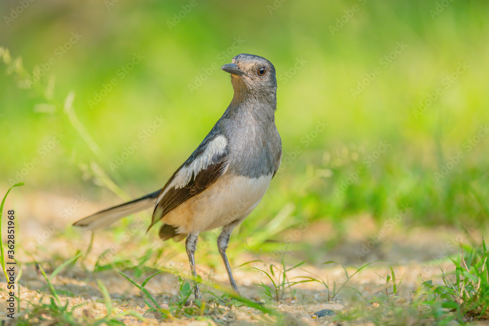 Oriental Magpie-robin female (Copsychus saularis) perching on the ground with blurry background. Selective focus Oriental Magpie-robin female (Copsychus saularis) perching on the ground with blurry background. Selective focus