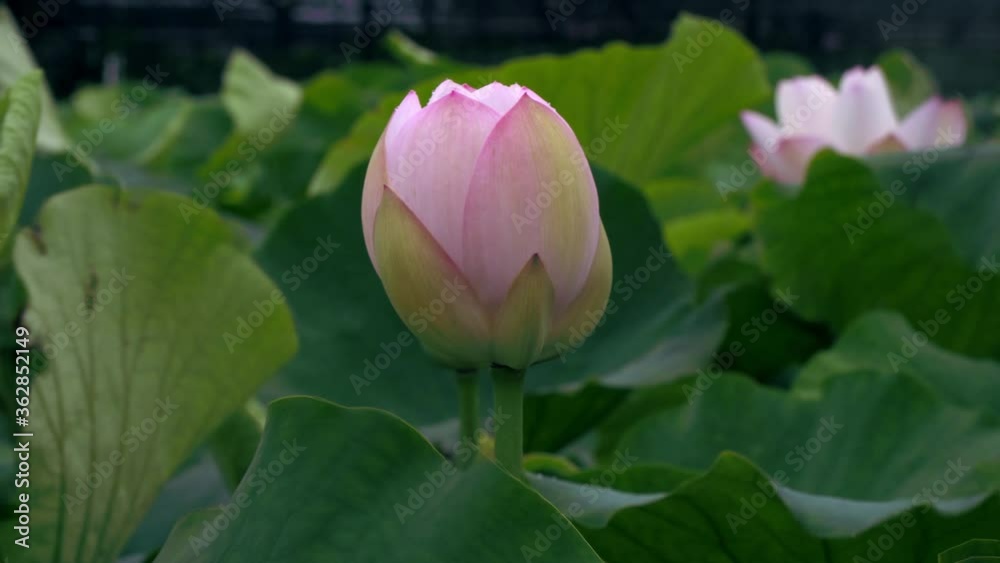 The state of the front bud where the lotus flower blooms The state of the front bud where the lotus flower blooms