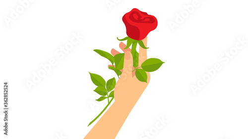 Hand holding a single red rose. Symbol of love, affection, togetherness. White background.